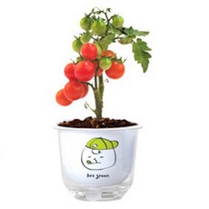 그린패밀리-방울토마토/식물키트 화분 캐릭터패키지, 1개