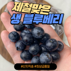 과즙톡톡 초특가 국내산 제철 생 블루베리, 1세트, 400g