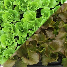 갑조네 아삭이상추 모종 3개 채소모종 상추모종, 10세트