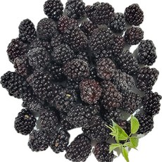 백운팜 햇 블랙베리 슈퍼복분자(급냉) 에어세척3차선별, 1박스, 5kg