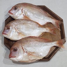 자연산 손질 참돔, 2개, 3미 (600g내외)