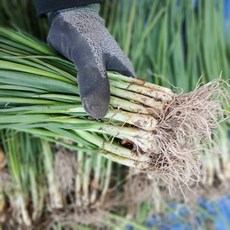 [평일 15시까지 주문시 다음날 도착]국내산 흙쪽파, 300g, 1개