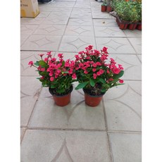 꽃기린빨강2개묶음1세트, 2개