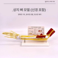 인체 근육 모형 교재 교구 해부학 모델 인대 구조 병원 학교 대학 교육용 뼈 신경 혈관, 1개, 손목관절 근육