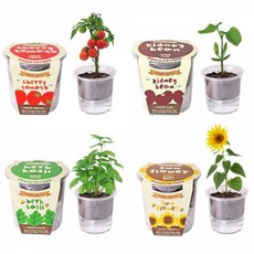 만들기키트 집에서할수있는취미 식물재배기 키트 식물키우기 식물재배기 DIY키트 홈가드닝 취미키트, 강낭콩