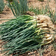 해풍맞은 남해안 흙쪽파 1kg 노지 봄쪽파, 1개