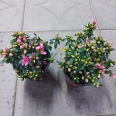 방울철쭉2개묶음