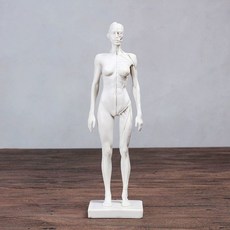 인체 근육 모형 해부학 전신 피규어 미니어처 골격 30cm 관절모형, 5. 여성 피부 근육 흰색