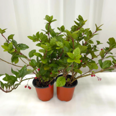 공기정화식물 실내화분 산호수1+1, 2개