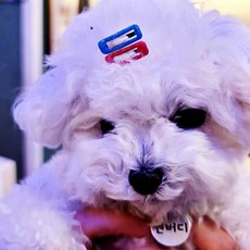 강아지 머리핀 사각 똑딱핀 5P 미간핀 말티즈 머리핀 _20260201EA