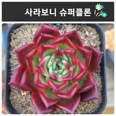 "실제로 보면 더 예쁜 다육", 37번)-사라보니 슈퍼클론, 1개