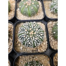 팅커벨 투구실생 랜덤, 1개