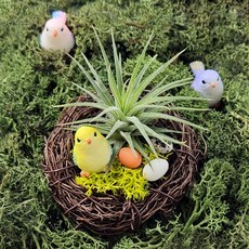 집단장 리빙이오난사 스칸디아모스 새둥지 만들기 DIY키트 공기정화식물 인테리어소품 홈인테리어 집꾸미기