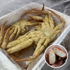 [당일발송] 동해직송 프리미엄 러시아대게 자숙 2kg 3kg 4kg, 1개, A급 2KG(1-2미)