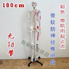뼈모형 인체 골격 해골 인대 교구 척추 180cm 해부학, E. 유색 골격 근육 180cm