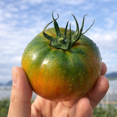 [산지직송] 정품 대저 짭짤이 토마토 특품 단짠단짠, 1박스, 2.5kg 대저 로열과
