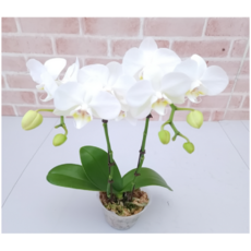 도희씨네 정원>> 꽃나비 호접란 서양란 아마빌리스 쌍대, 1개