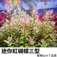 《林作物》水草 現貨/含發票【迷你紅蝴蝶三型】新品種 特殊水草 稀有水草 水中葉 中景 一般級 綠色水草 紅色水草, 每份6株