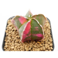 핑크난봉옥금 실생 동일품-260317 아프리카식물 코덱스 멸종위기 희귀선인장