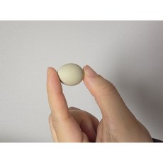미니메추리 종란 알 부화용 순수화이트 랜덤모프 서비스알, 1개