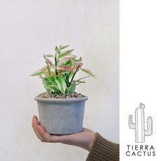 *티에라선인장* 지그재그 다육이 천국의계단 미니 대은룡 - 토분 3color, 쵸코 납작링 토분 (받침 불포함), 1개