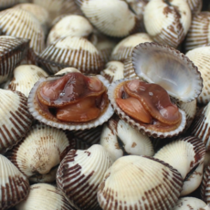 [3차재입고] 새벽산지채취 100%국내산 가정실속형 세꼬막, 1박스, 3KG (중)