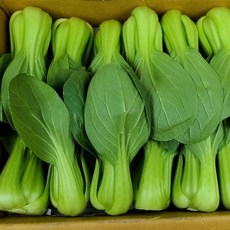 영호네농산물 작업된 청경채 bok choy, 1개, 1kg