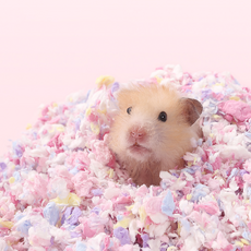 타핏 햄스터 종이베딩 구름베딩, 2. 가을 안개, 1개