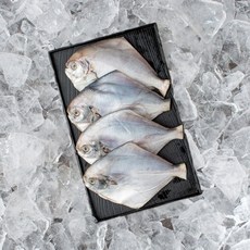 서해안 생물 병어 500g 1kg 덕자 회 찜 조림 구이용, 1개