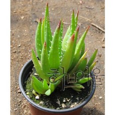 [다육] 미니알로에 공기정화 실내인테리어 지름 9cm 소품 다육화분 키우기 쉬운 다육이, 단품