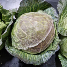 제주 미니양배추 달코미 신선 산지직송, 1박스, 3kg