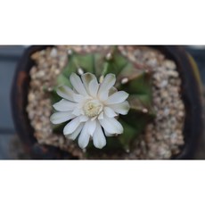 수제 공방화분 분째배송 짐노칼리시움 미하노비치 하이브리드 선인장