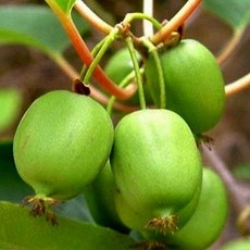 다래나무 용성2호 토종 왕다래 자가결실 12cm포트묘 유실수