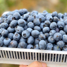 [초특가할인] 블루베리 생 블루베리 수입산 생과 특대사이즈, 1박스, 블루베리 칠레산 특대사이즈(18mm) 125g  1팩