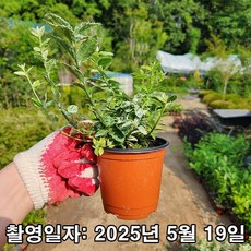 충주원예조경 / 무늬사철 / 할레퀸 사철 / 4치 포트, 1개