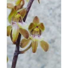 Oeceoclades roseovariegata 原生地馬達加斯加島金屬質感蛇皮蘭，稀有玫瑰變種，室內盆栽植物