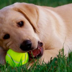 미니미마켓 운동 취미 놀이용 테니스공