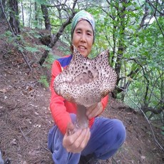 [100% 국내산] 이창순 능이버섯(냉동 1kg 500g), 1박스, 500g(냉동)