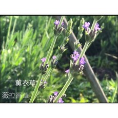 薇拉香草工坊 薰衣草套組 (精油擴香、單方精油、居家香氛)