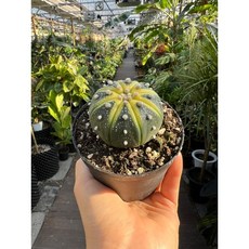 투구선인장 지름 약 5~6cm 다육식물 아프리카식물 광명IC화훼유통, 1개, .