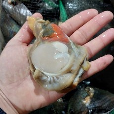 싱싱햇 국산 순살 키조개 횟감 손질 조개살, 1세트, 1kg(5-10미)