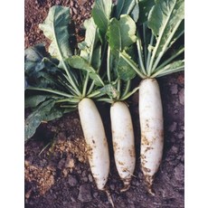 【野菜部屋】大白杚蘿蔔種子 耐熱品種, 1包