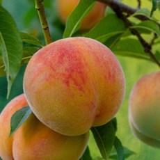 복숭아나무 묘목 / 극대과종 황도 마도카 / 무대재배가능 엄청 큰 열매