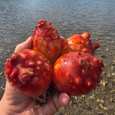 [통영 최상급] 산지직송 활멍게 횟감용, 1개, 1kg_(5-9미)