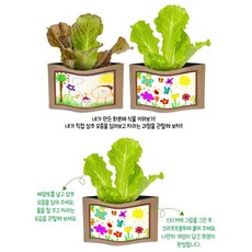 나만의미니텃밭 화분관찰 모종심기 상추키우기(기록카드포함) 감수성발달, 1개
