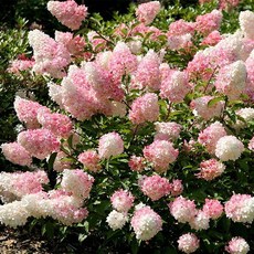 목수국 묘목 (썬데프레이즈) 유럽나무 수국 묘목 수국꽃 모종, 1개