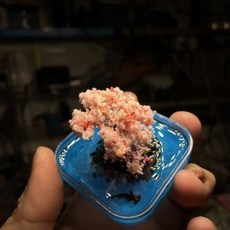 夢幻桃花島 微縮景觀 模型 島嶼 古風卡通可愛迷你版超小成品 臺灣出貨, 1個, 夢幻桃花島 微縮景觀 模型 島嶼 古風卡