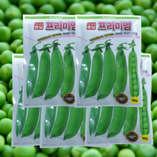 완두콩씨앗 프리미엄 완두콩 50g 5개 식이섬유 풍부 다수확 완두
