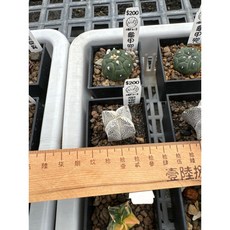 MC多肉園 嚴選仙人掌盆栽 多款可選 多肉植物 居家辦公室綠植裝飾, 1個, 恩塚鸞鳳玉, 綠色