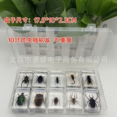 곤충박제 곤충표본 관찰 교구 교육용 케이스 액자 세트 초등학생 선물 12종, 랜덤10종